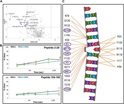 Novel interaction interfaces mediate the interaction between the NEIL1 DNA glycosylase and mitochondrial transcription factor A